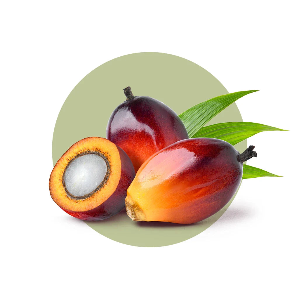 Prima Qualitas batana purest oil for hair